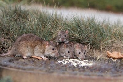 Rattenplage in Mülsen: Experte hat Köder ausgelegt - Ratten stürzen sich auf alles Essbare. In Mülsen gibt es zu viele von ihnen.