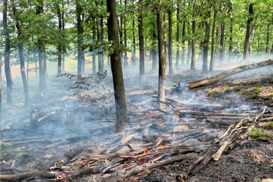 Rauchwolke über Aue: Feuerwehr rückt mit Großaufgebot zu Waldbrand aus - Blick auf die Brandstelle im Wald bei Aue. 