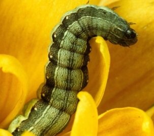 Raupmord -  Weshalb aus manchen Schmetterlingslarven Kannibalen werden - Hat sich manchmal selbst zum Fressen gern: die Raupe eines Eulenfalters (Spodoptera exigua).