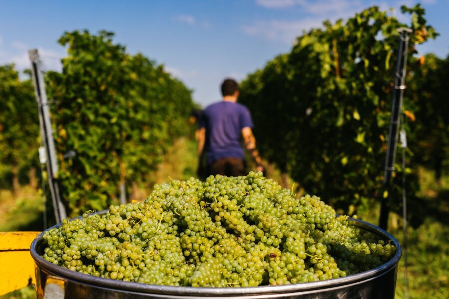 Reben für die Zukunft? Was hinter PIWI-Weinen steckt - Ganz ohne Pflanzenschutz kommen PIWI-Reben nicht aus. Zwei- bis dreimal müssen sie pro Jahr gespritzt werden, sonst verlieren sie ihre Resistenz.
