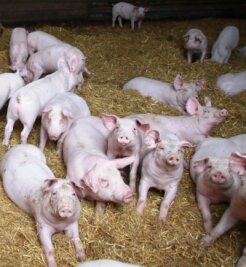 Rege Debatte über umstrittenes Schweinestallprojekt in Königshain - 