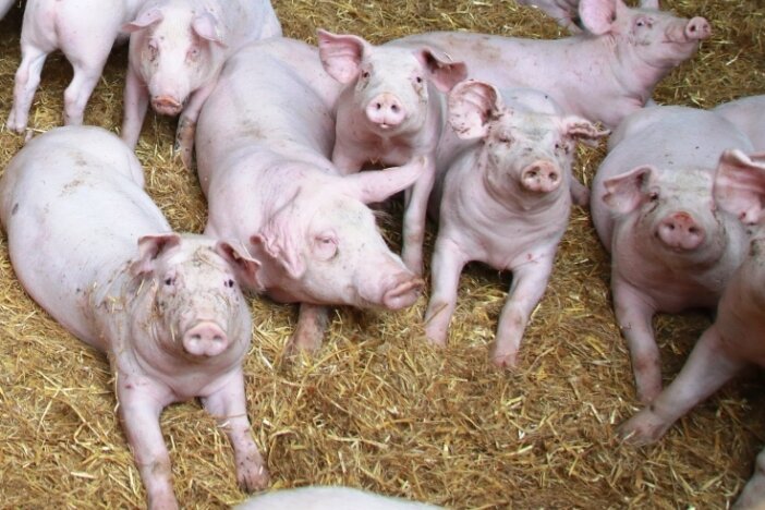 Rege Debatte über umstrittenes Schweinestallprojekt in Königshain