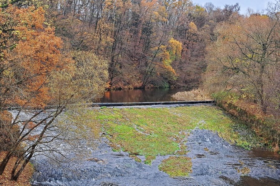 Regenzeit im Erzgebirge: Doch im Flussbett herrscht Ebbe - Hinter der Wehrkrone der Zschopau in Waldkirchen grünt es noch.