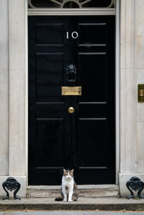Kater Larry hockt vor der Downing Street 10, der Amtswohnung des britischen Premierministers. 
