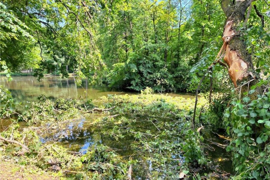 Reichenbach: Stadtpark wieder offen - Noch schwimmen abgerissene Äste im großen Teich. Der Stadtpark selbst ist aber nicht mehr gesperrt.