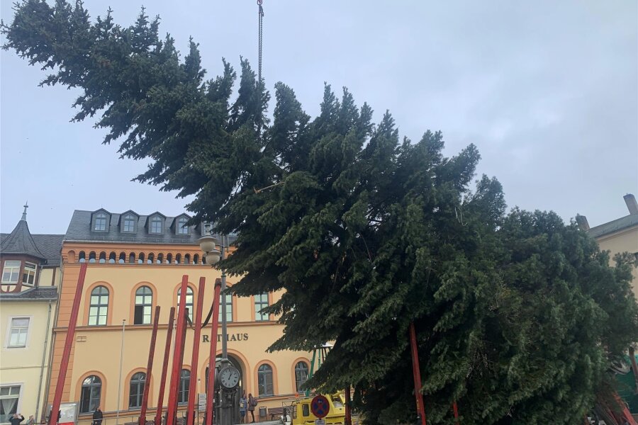 Reichenbach sucht Bäume für die Weihnachtszeit - Der Weihnachtsbaum wird vor dem Reichenbacher Rathaus aufgestellt.