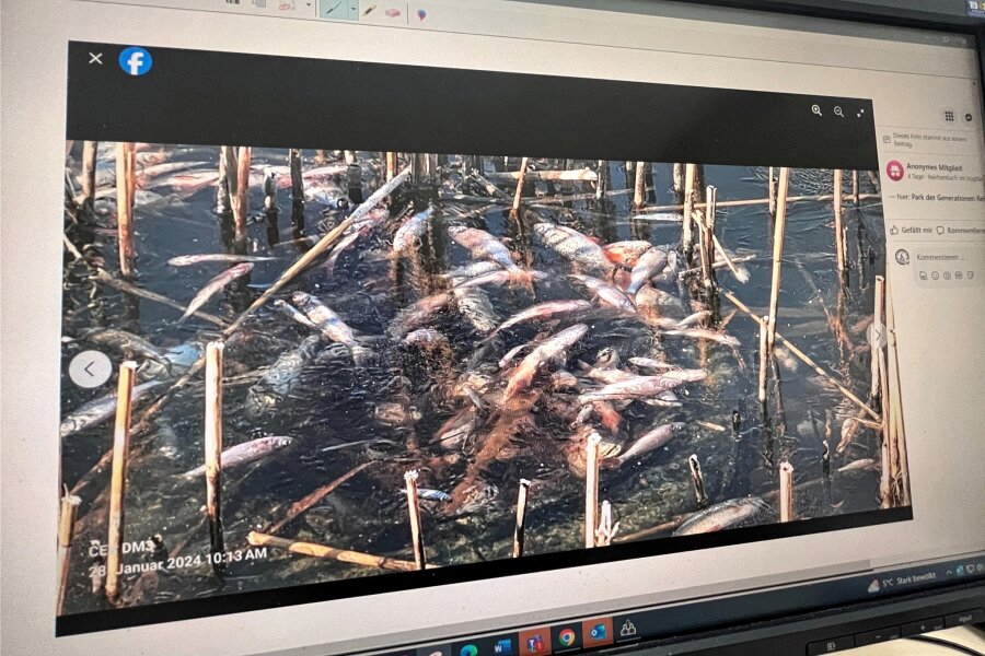 Reichenbach: Tote Fische im Seerosen-Teich - Das Fischsterben im Pink Pool im Park der Generationen war auch auf Facebook Thema.