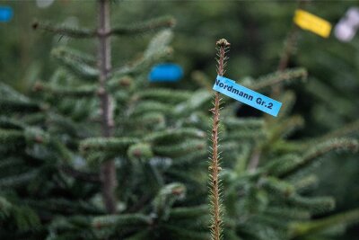 Reichenbach: Weihnachtsbäume gibt es direkt von der städtischen Plantage - Weihnachtsbäume werden an einer Verkaufsstelle zum Verkauf angeboten.