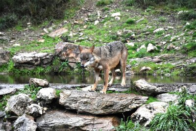Reisetipp Spanien: Wer hat Angst vorm Iberischen Wolf? - Wacher Blick: Im Iberischen Wolfszentrum leben 14 Raubtiere in halbfreier Wildbahn