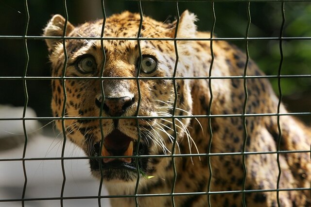 Rekord: Auer China-Leopard wird 21 - 