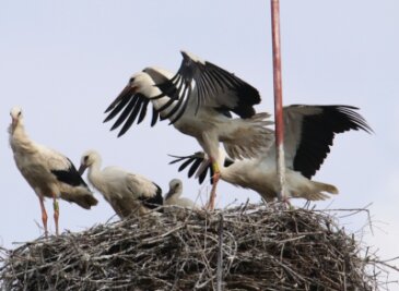 Rekord: Ein Nest - fünf Störche - Bislang einmalig im Landkreis - auf diesem Horst in Burgstädt hat ein Storchenpaar in diesem Jahr fünf Jungvögel großgezogen. Zwei Tiere gelten bereits als erfolgreiches Brutgehege. 