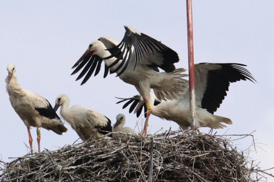 Rekord: Ein Nest - fünf Störche - Bislang einmalig im Landkreis - auf diesem Horst in Burgstädt hat ein Storchenpaar in diesem Jahr fünf Jungvögel großgezogen. Zwei Tiere gelten bereits als erfolgreiches Brutgehege. 