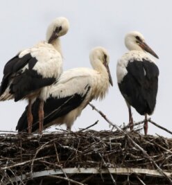 Rekord in den Storchennestern: 30 Jungvögel im Landkreis - In Waldenburg hat es dieses Jahr erstmals mit Storchennachwuchs geklappt. Gleich drei Jungstörche sind herangewachsen. 