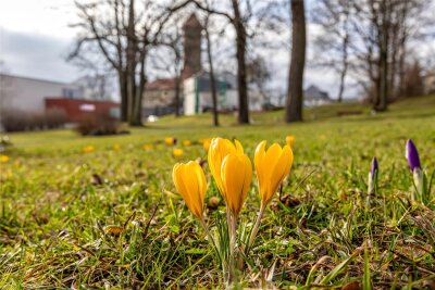 Rekordtemperaturen im Vogtland: Februar fast so warm wie ein April - Die Krokusse, wie hier in Auerbach, stehen in voller Blüte. Bei dem zurückliegenden Februar ist das kein Wunder. Er war sieben Grad wärmer als es früher einmal üblich gewesen ist.