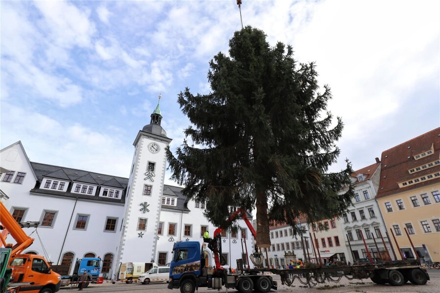 Rekordverdächtig! Christbaum für 32. Christmarkt ist einer der höchsten, den Freiberg je hatte - Majestätisch schwebt der Christbaum über dem Obermarkt in Freiberg. Er ist einer der größten, den Freiberg je hatte.