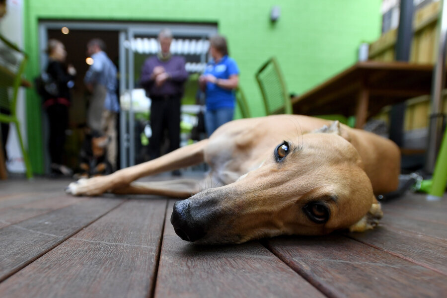 Rennhunde in Rente lernen in Café Adoptionseltern kennen - Ein Windhund liegt in einem Cafe, das zum Ziel hat, den Tierschutz im Hunderennsport zu verbessern. Das Cafe wurde von Renn- und Glücksspielminister Pakula gegründet und will ehemalige Rennhunde als Haustiere vermitteln.