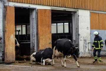 Mutterkühe müssen evakuiertwerden, weil die Photovoltaik-Anlage auf dem Dach des Stalles brennt.