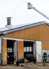 Retter trainieren den Ernstfall - Mutterkühe müssen evakuiertwerden, weil die Photovoltaik-Anlage auf dem Dach des Stalles brennt.