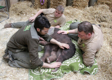 Rettung gescheitert: Leipziger Elefantenbaby eingeschläfert - Mitarbeiter des Zoos nahmen am Dienstag Abschied von dem Elefantenbaby.
