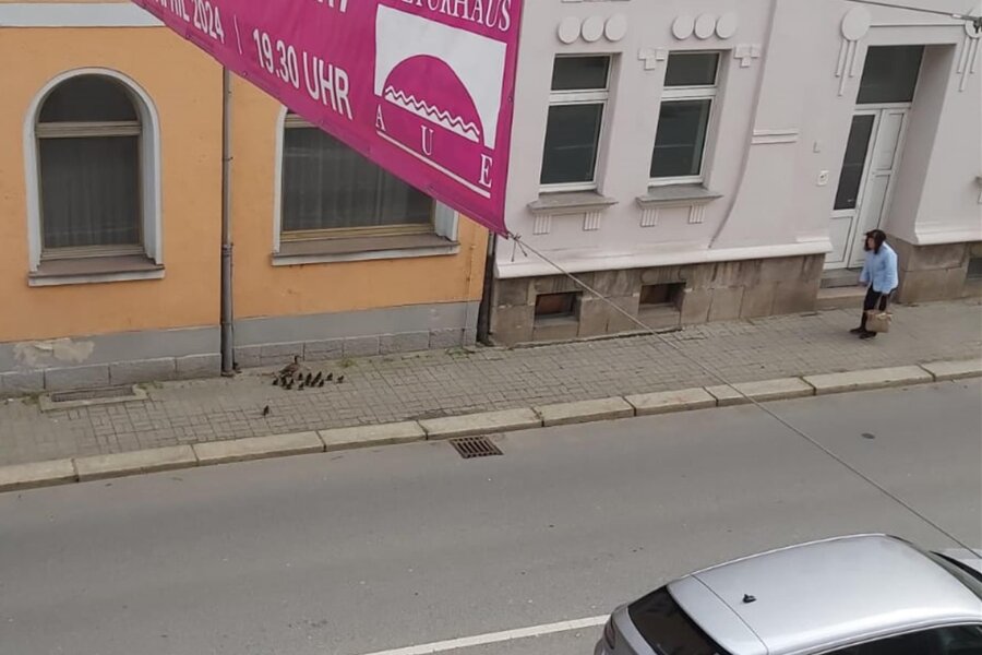 Rettungsaktion für eine Ente und ihre 15 Küken auf vielbefahrener Bundesstraße im Erzgebirge - Die Ente mit ihren 15 Küken ist auf dem Fußweg an der Bundesstraße unterwegs gewesen.