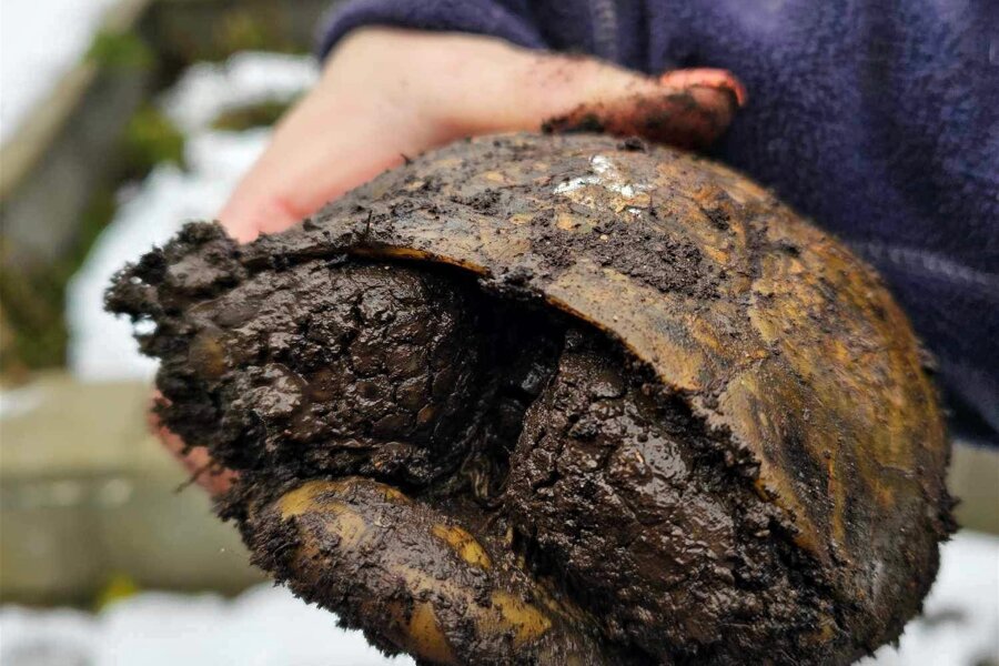 Rettungsaktion für Schildkröten in Freiberg am Heiligabend - Eine Schildkröte musste ausgegraben werden.