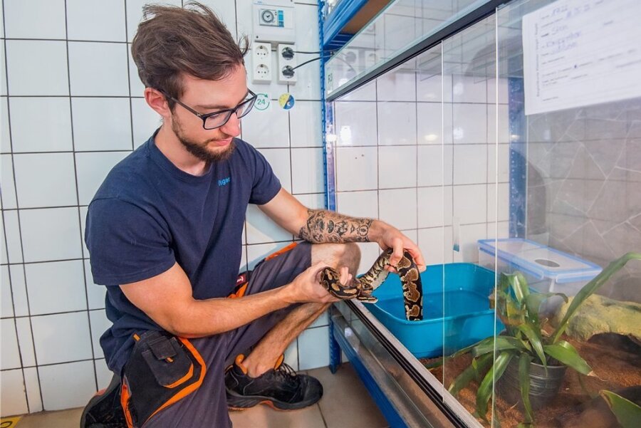 Riesenschlange zieht in Zoo der Minis: Königspython Steini kommt nach Aue - Der Königspython lebt bislang im Tierheim Vielau, wo sich unter anderem Tierpfleger Franz Pfleger um das Tier kümmert.