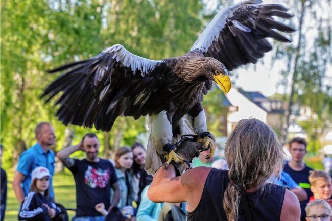 Riesenseeadler sorgt für Staunen in Langenberg - Falkner Peter Schaaf mit seinem Riesenseeadler in Langenberg.
