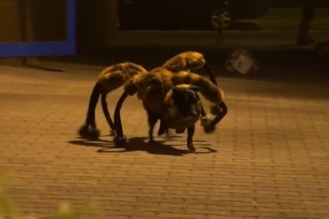 Riesenspinnen-Hund ist meistgeklicktes Youtube-Video des Jahres - 