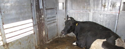 Rinder-Qual auf der Autobahn: Kritik an Tiertransporten wächst - 