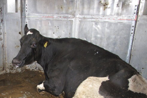 Rinder-Qual auf der Autobahn: Kritik an Tiertransporten wächst - 