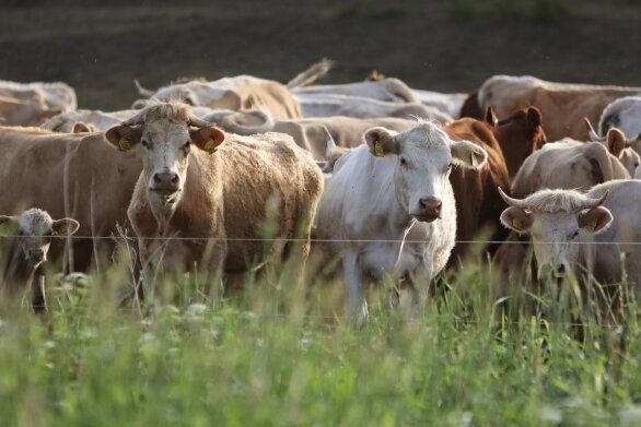Die Rinder der im Vogtland bislang betroffenen Betriebe standen zum Zeitpunkt der Infektion auf der Weide. Das Foto dient der Illustration. Die Tiere auf dem Bild sind gesund.