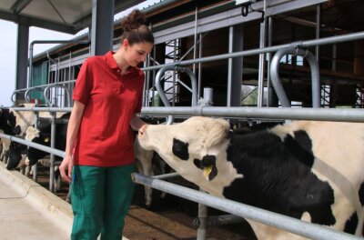 Rinderstall als Wellness-Oase: Vogtländer gewinnen Wettbewerb - Annemarie Flach ist in der Agrargenossenschaft Rotschau für das Jungvieh zuständig. Wie man sieht, mögen die Tiere die junge Frau. 