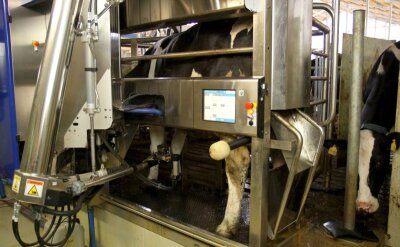 
              <p class="artikelinhalt">Während sich die Kuh ihr Futter schmecken lässt, beginnt der Roboter mit dem Melken. Ein Computer erfasst von jedem Tier die Daten. Dazu gehören unter anderem die Milchleistung und wann das Tier zum letzten Mal gemolken wurde.</p>
            