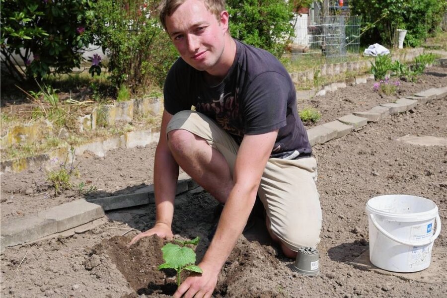 Rochlitz: Das kleine Glück im Schrebergarten - Christian Hahn pflanzt in seinem Kleingarten ein paar Setzlinge. Tipps holt er sich nicht nur von seinen Eltern, sondern auch von seinen Gartennachbarn. 