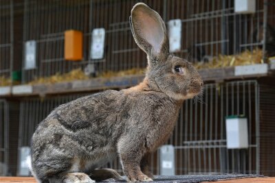 Rochlitz empfängt 1200 Kaninchen: Alles Wissenswerte zur großen Schau - Auch diese Rasse ist am Wochenende zur Kaninchenjungtierschau in Rochlitz dabei: Deutsche Riesen. Zahlreiche Besucher werden zur bereits 47. Auflage der Veranstaltung nahe der Mulde erwartet.
