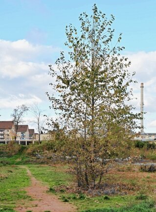 Rochlitzer Stadtwald: Im Herbst wird gepflanzt - Auf diesem Areal unweit der Mulde in Rochlitz entsteht bald ein kleiner Wald. 