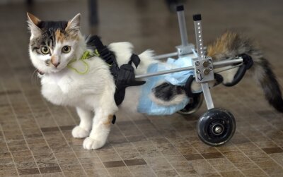 Rollwagen ermöglicht gelähmter Katze das Laufen - 