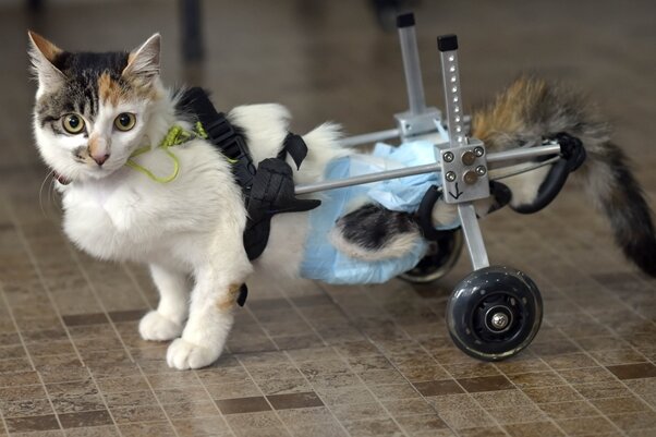 Rollwagen ermöglicht gelähmter Katze das Laufen - 
