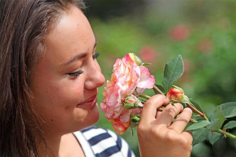 Rosige Zeiten: Mülsener Baumschule lädt zur Feier ein - Um die Rose dreht sich alles beim Rosenfest in Mülsen.