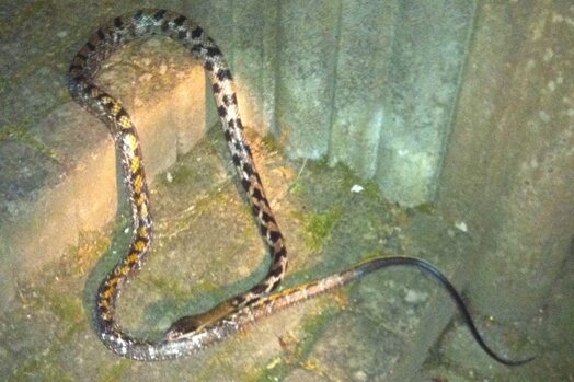 Roßwein: Anwohnerin erschreckt sich vor Zwei-Meter-Schlange - Diese zwei Meter lange Schlange - vermutlich eine Boa - fand eine Anwohnerin am Montagabend in der Kreuzstraße.