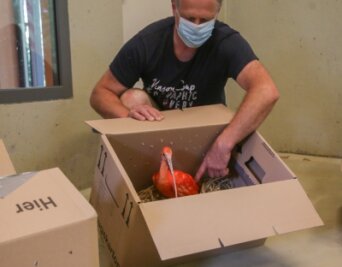 Rote Sichler in neuer Heimat eingetroffen - Tierpfleger Mike Richter hat die Roten Sichler gestern nach Limbach-Oberfrohna geholt. Gereist sind sie in mit Stroh gepolsterten Kartons. 