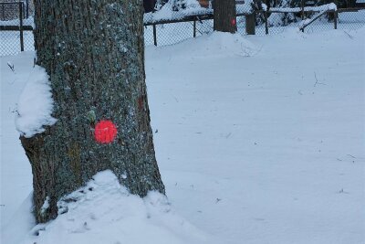 Roter Punkt: Bäume im Jugendpark Schöneck bleiben stehen - Die mit roten Punkten markierten Bäume im Schönecker Jugendpark bleiben stehen.