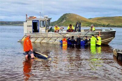 Rund 30 gestrandete Wale in Tasmanien gerettet - 200 Tiere tot - Retter versuchen, einen gestrandeten Wal ins offene Wasser zu bringen. 
