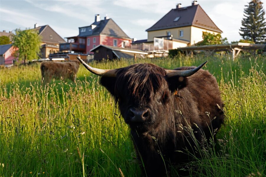 Rundgang „Aus der Stadt in die Natur“ in Oberlungwitz - Auch die Hochlandrinder im Hirschgrund werden auf dem Rundgang Thema sein.
