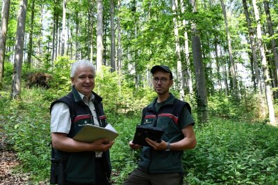 Saatgut für zwei Millionen Bäume steht bereit - Jörg Fleischer (links) und Jöran Zocher bei der Überprüfung des Buchenbestandes bei Mühlleithen im Forstrevier Klingenthal. 