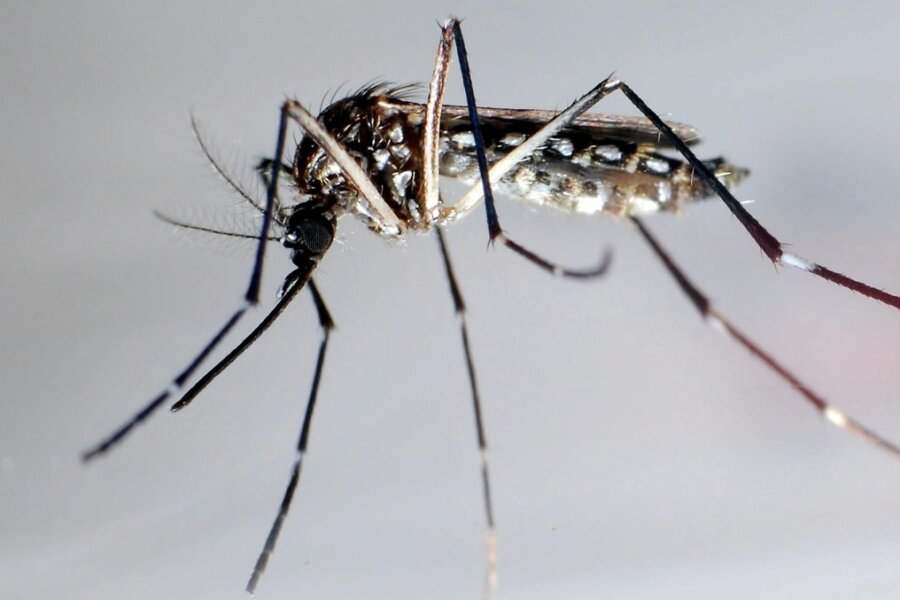 Sachsen geht Sonderweg in der Infektionsmedizin - Die Gelbfiebermücke, Denguemücke oder Ägyptische Tigermücke überträgt verschiedene Krankheiten, darunter das Denguefieber.