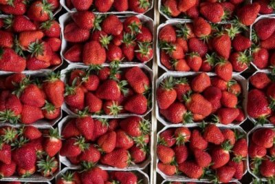 Sachsen können auf immer mehr Erdbeerfeldern selbst pflücken - 