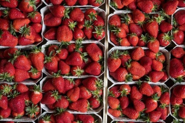 Sachsen können auf immer mehr Erdbeerfeldern selbst pflücken - 