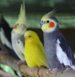 Sachsen sucht den schönsten Sittich - Eine farbenfrohe Vogelwelt kann am Wochenende in der Muldentalhalle in Wilkau-Haßlau bewundert werden. 