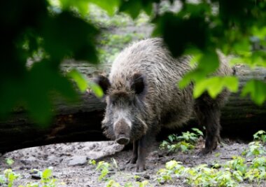 Sachsen will mehr Wildschweine abschießen lassen - Auf der Suche nach Futter bleiben Wildschweine nicht nur im Wald, sondern wagen sich auch in heimische Gärten vor.